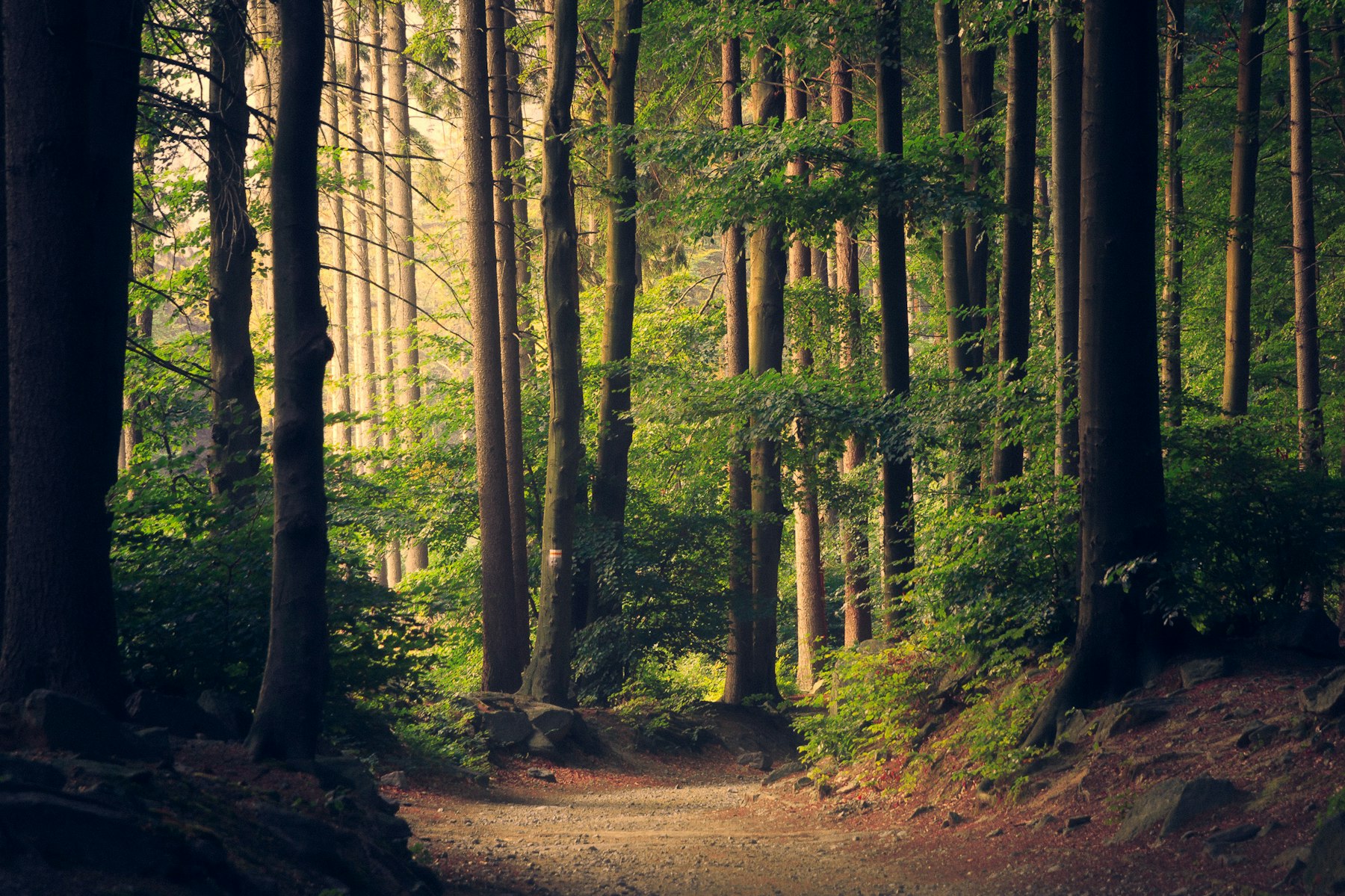 Forest path representing long-term, sustainable paper supply